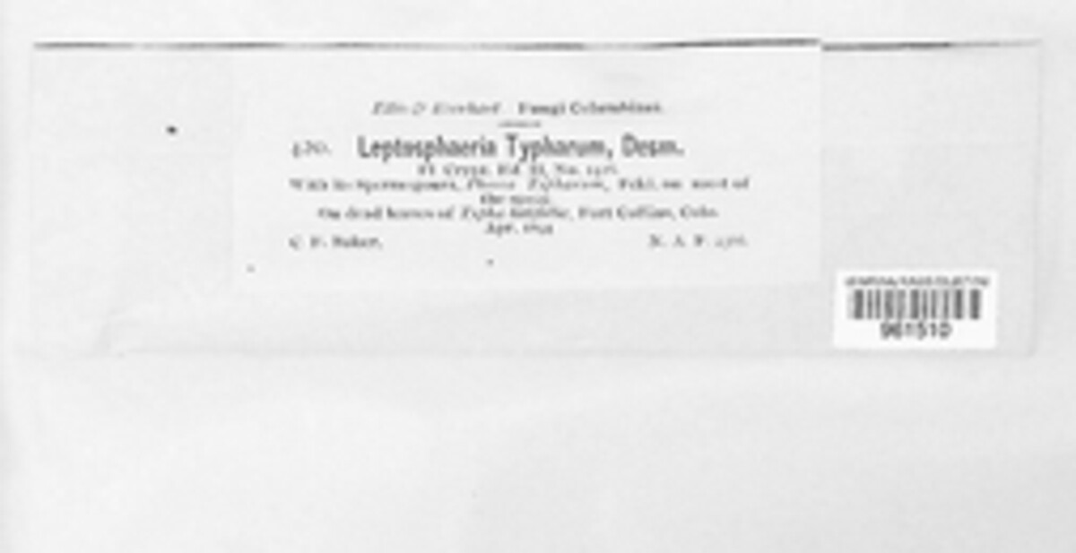 Typhicola typharum image